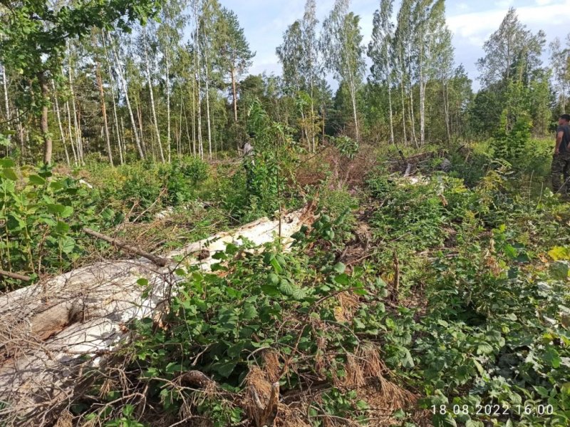 В Нижегородской области завершено расследование уголовного дела о незаконной рубке древесины и ее перевозке в целях последующего сбыта