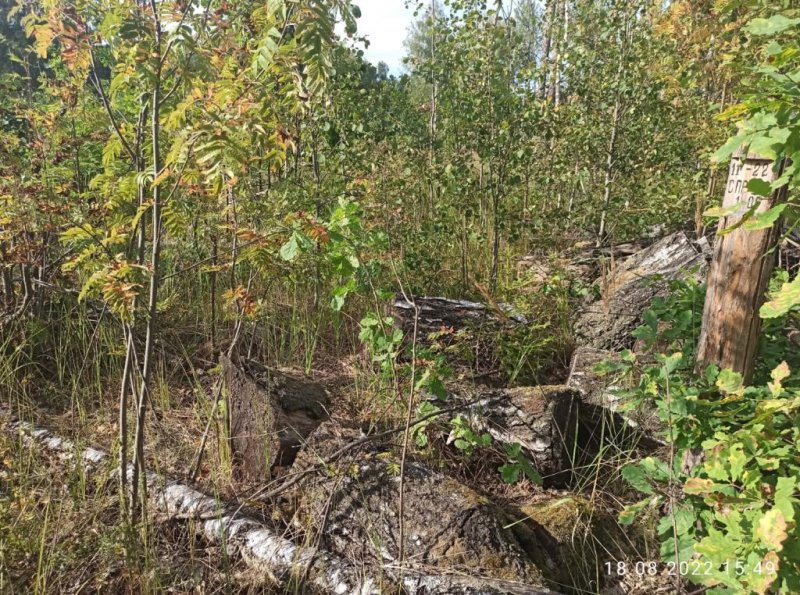 В Нижегородской области завершено расследование уголовного дела о незаконной рубке древесины и ее перевозке в целях последующего сбыта